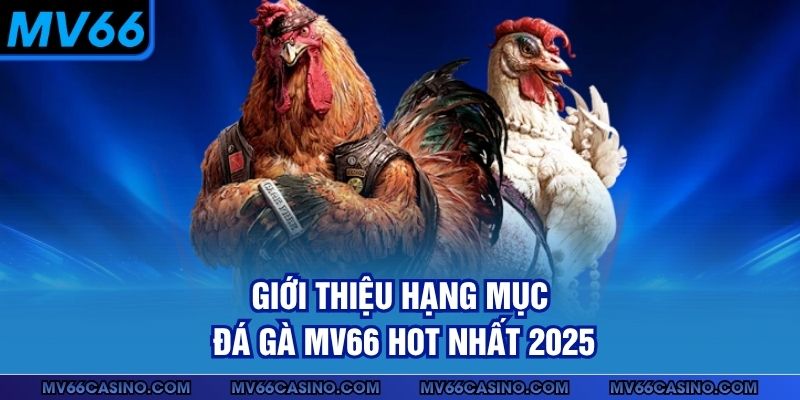 Giới thiệu hạng mục đá gà MV66 hot nhất 2025 Giới thiệu hạng mục đá gà MV66 hot nhất 2025